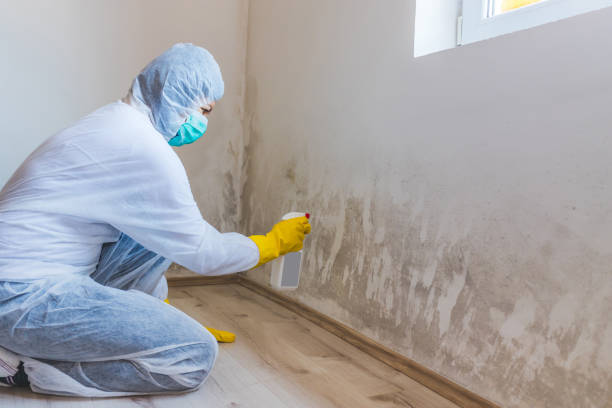 Licensed Mold Remediation service in Belleair, FL - 24 Hour Mold Removal