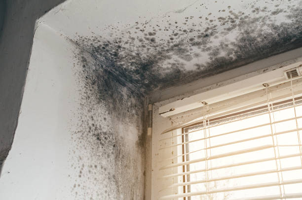 Affordable Mold Remediation solutions in Belleair, FL